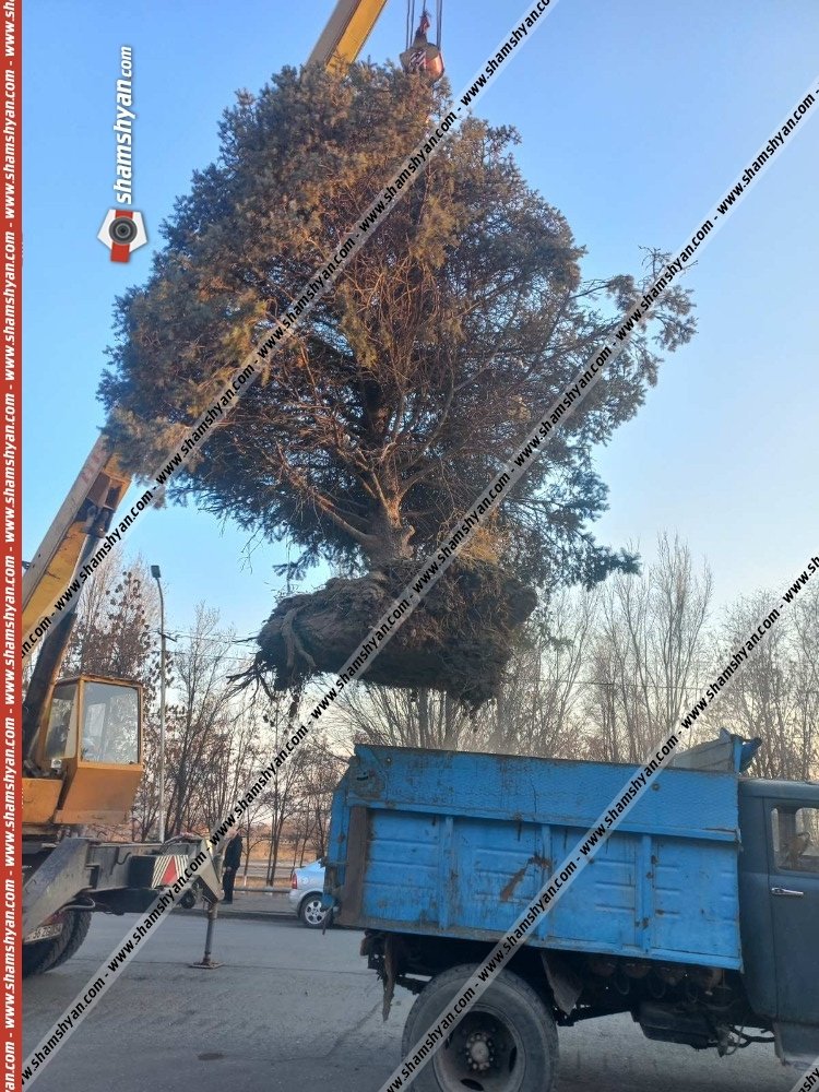 «Ինչպես ճանճին հեռացնել եղևնու վրայից» օպերացիան. հայտնաբերվել է հսկայական եղևնիները Մեծամորի կինոյի տան դիմացից տանողը. նա գեներալի եղբայր է. shamshyan